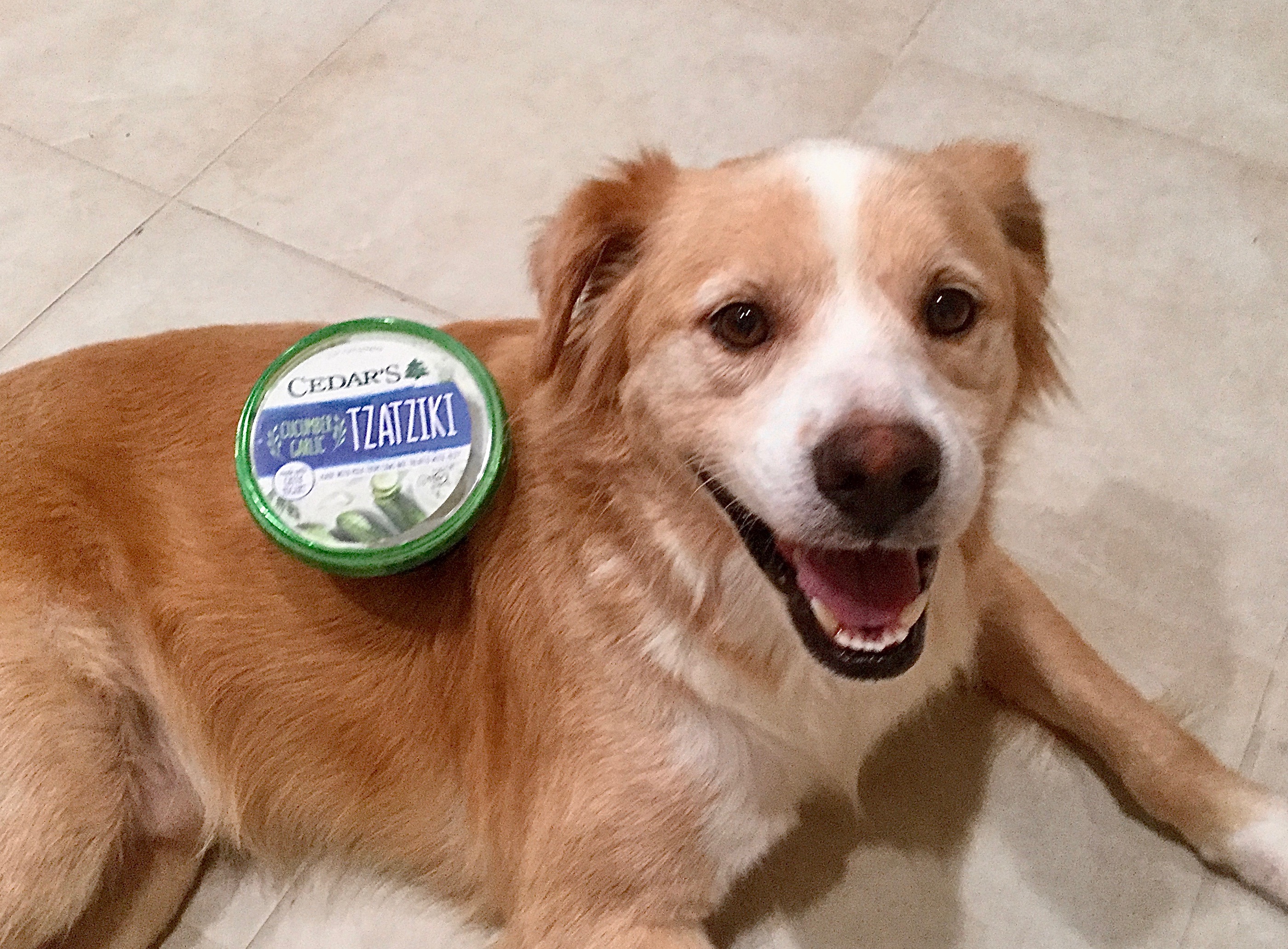 Alt Text: A tan and white dog (retriever mix) is lying on a tile floor and looking up at the camera with his mouse open, seemingly happy. There is a food container on his body with the label 'Tzatziki' visible. (This is a visual pun on the dog's name, Falafel)